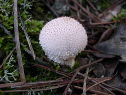 random_menu_248_20150114_1149363282.jpg